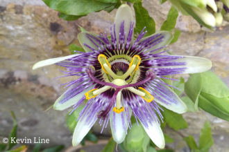 Passion flower photo Kevin Line