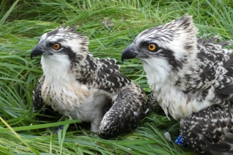 Image of Foulshaw osprey chicks at ringing July 2020