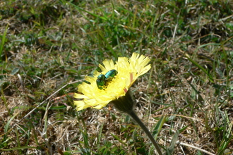 Cryptocephalus hypochaeridis, green leaf beetle 20/05/2020 Sizergh Fell by Peter and Sylvia Woodhead