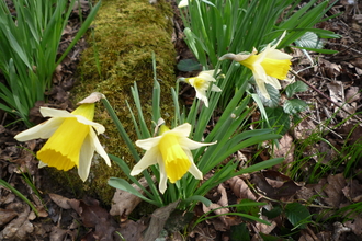 Wild daffodils near Witherslack 24.03.2020 by Peter and Sylvia Woodhead 
