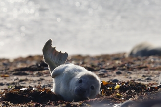 Image of first seal pup at South Walney Nature Reserve 5 October 2020 © Cumbria Wildlife Trust