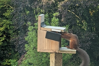 Caught in the act (Red squirrel feeder sensor) ©Eugene Lambert