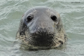 Curious adult female grey seal ©Sylwia Zbijewska