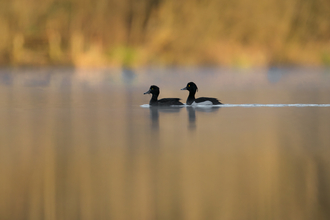 Image of tufted ducks © Jon Hawkins - Surrey Hills Photography