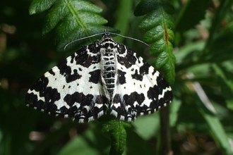 Image of argent and sable moth credit Martin Chadwick
