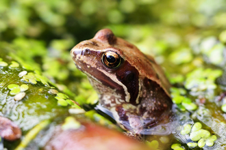 March 2021 Common Frog by James Barclay