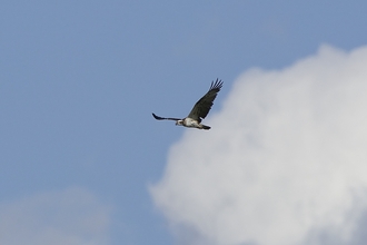 osprey in flight with white cloud in background