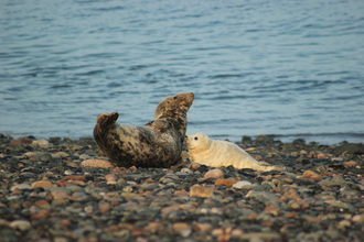 Image of first seal pup of 2021 season at South Walney Nature Reserve credit Emily Baxter