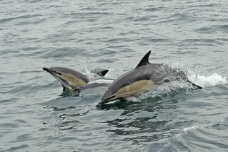 Common dolphins © Chris Gommersall/2020VISION