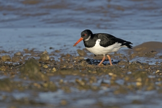 Image of oystercatcher on beach credit Chris Gomersall/2020VISION
