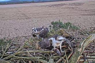 Image of pair of ospreys at Foulshaw Moss Nature Reserve
