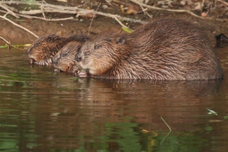 Image of beaver female with kits credit Mike Symes Devon Wildlife Trust