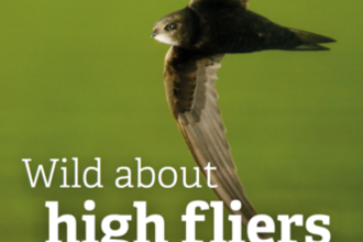 Wild About Gardens help swifts, swallows and martins free leaflet download cover