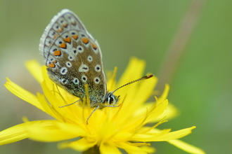 Image of common blue butterfly credit Ryan Clark