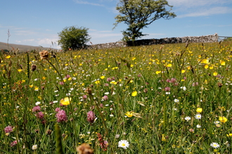 Bowberhead wild flower meadows on a summers day