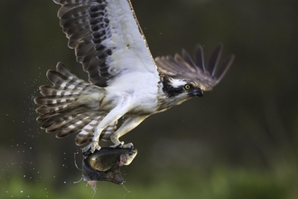 Osprey (pandion haliaetus) fishing, Cairngorms National Park, Scotland - copyright Peter Cairns/2020Vision