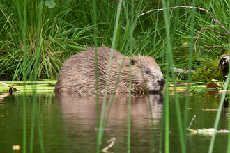 Image of adult beaver in water with grass 