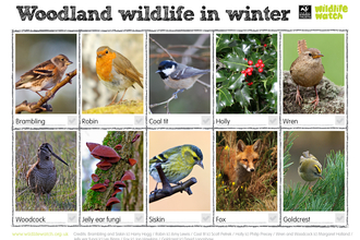 A spotter sheet with several species you might spot in the woods in winter. 