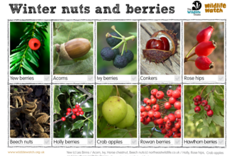 A spotter sheet with 10 types of nuts and berries you might spot during winter