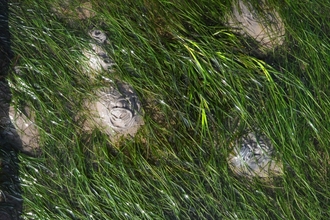 Image of seagrass 