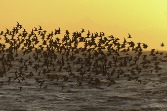 A flock of knot flying over the sea at sunset