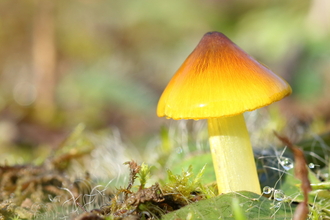 A glossy, yellow-coloured waxcap fungi with a pointed top