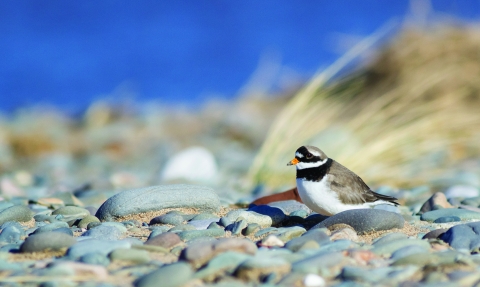 Ringed plover on pebble beach with blue sky background - copyright Andy Nayler