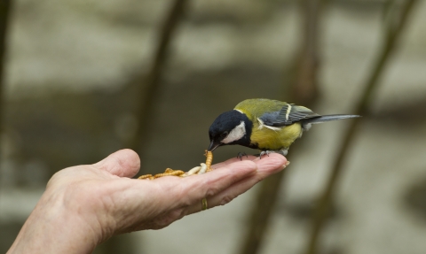 image of Great tit taking mealworm from hand - copyright Mark Hamblin/2020VISION