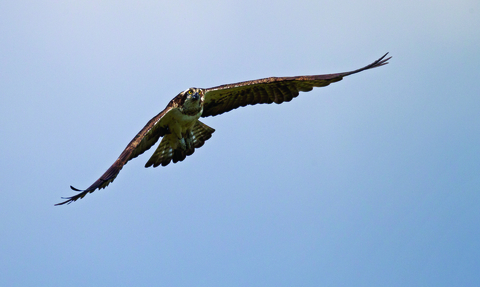 image of Osprey flying against blue sky - copyright Emyr Evans