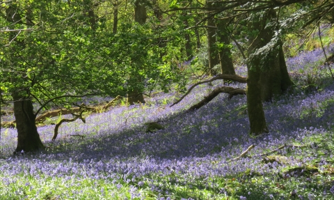 Bluebells in a woodland