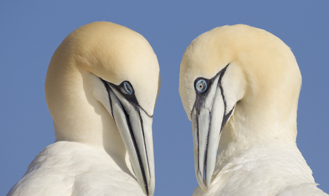 A pair of gannets close up side profiles mutual preening against blue sky - copyright peter cairns northshots 2020vision