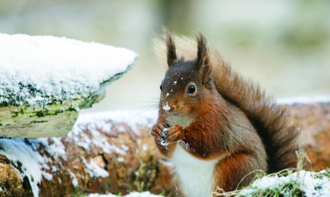 image of red squirrel - copyright patrick neaves