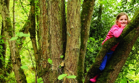 Child in tree at Wreay Woods Nature Reserve