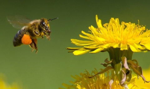 Bee flying to a Dandelion  © John Hawkins