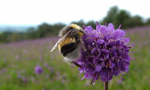 Bumble bee harvesting a flower