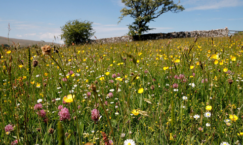 Image of meadows at Bowberhead Farm