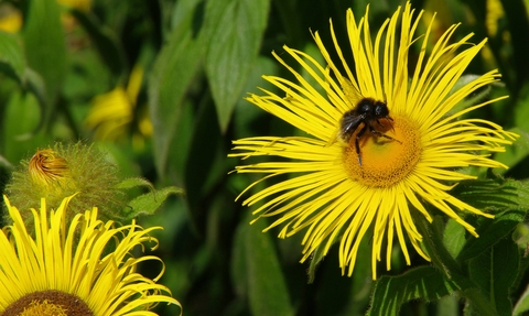 Bee on yellow flower - Gillian Day