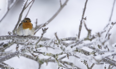 Robin adult perched in frosty tree in winter