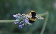 Bee on lavender flower - copyright Michelle Waller