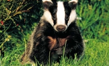 image of a badger sitting in green grass