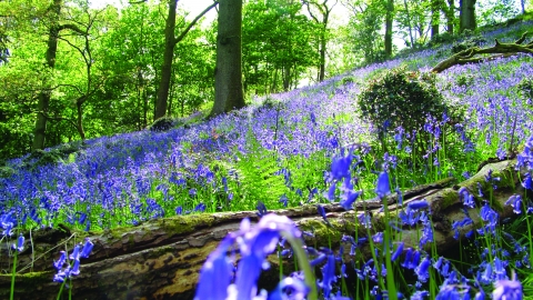 image of bluebell wood - barkbooth lot -c- michelle waller