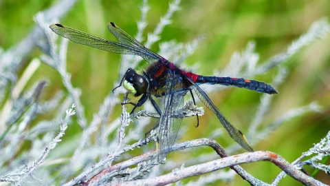 image of White faced darter dragonfly - copyright David Clark