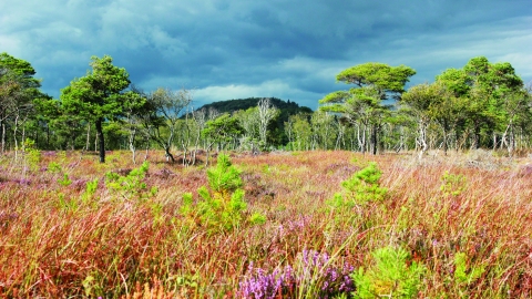 image of Meathop moss nature reserve landscape