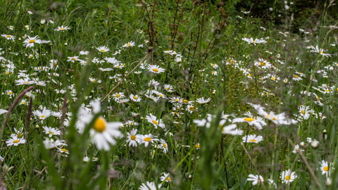 Oxeye daisies Clints Quarry 2013