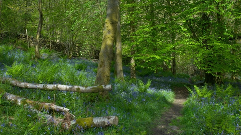 Dorothy Farrer's Spring Wood copyright John Morrison