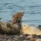 seal mother and pup at south walney nature reserve credit emily baxter