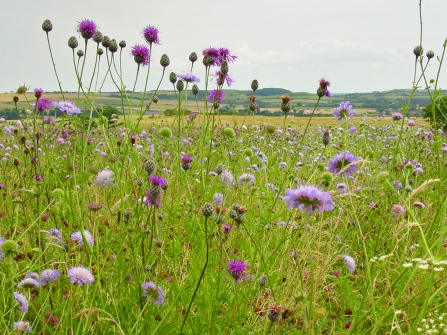 wild flowers in a Coronation Meadow  2005- copyright Barrie Wilkinson