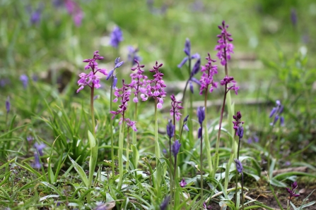 image of Early purple orchids - copyright Jim Higham