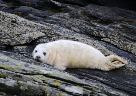 image of Grey seal pup on rocks  - copyright Lara Howe