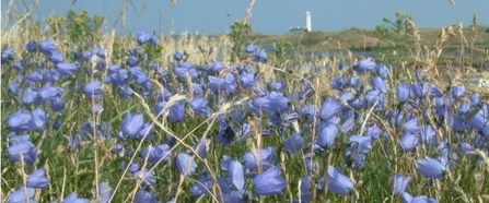 Coastal flowers in bloom at South Walney Nature Reserve